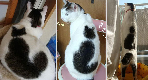 cat with a cat on its back