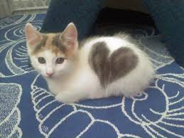 heart kitten